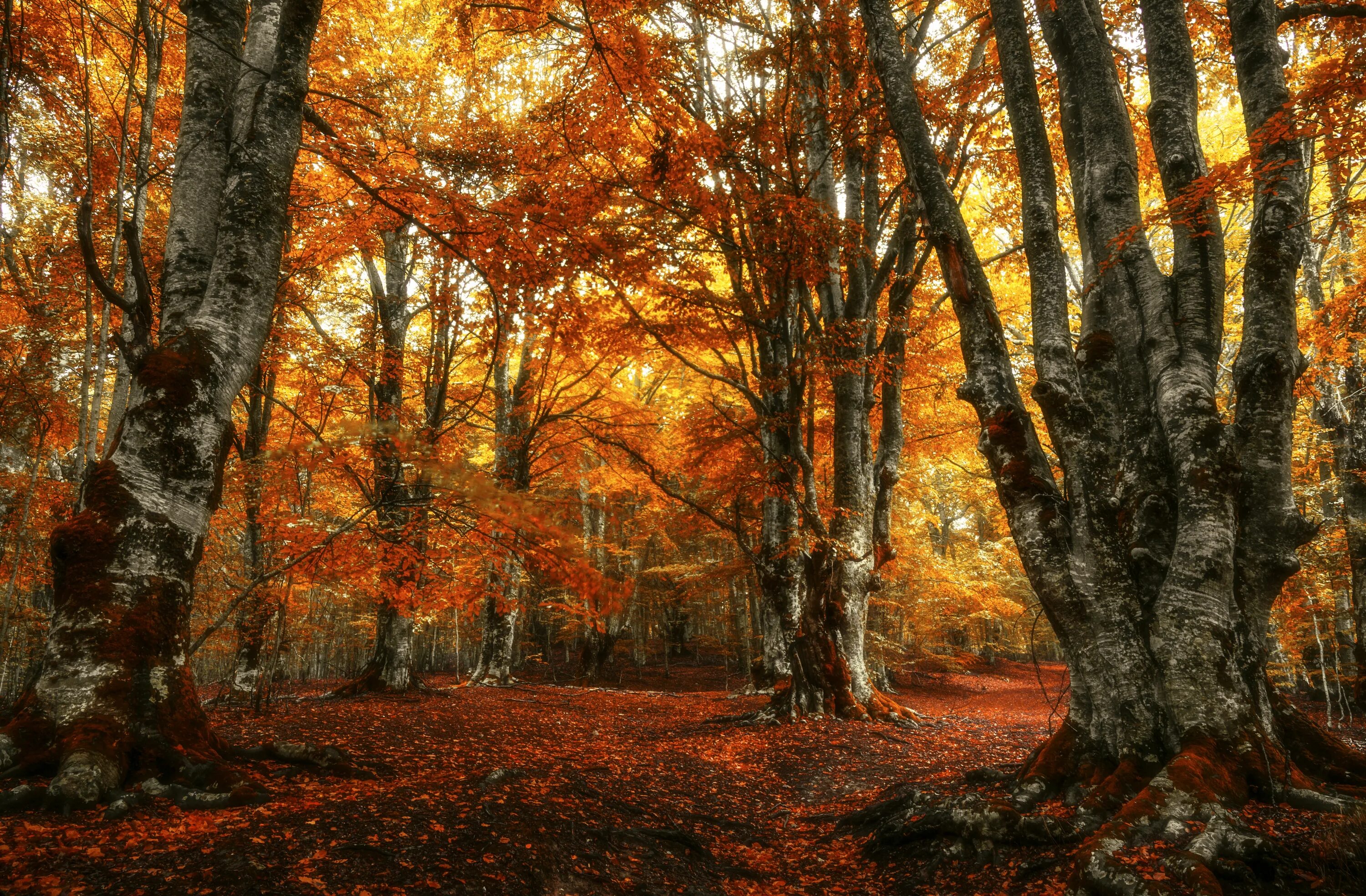 Natural fall. Лес осенью. Осень в лесу. Осенний лес фото. Золотая осень.