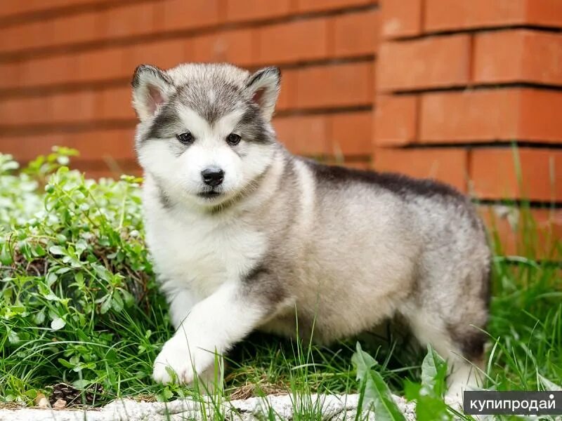 аляскинский маламут щенок. аляскинский щенок. аляскинский маламут щенок подрощенный. аляскинский маламут. аляскинский маламут кутята.