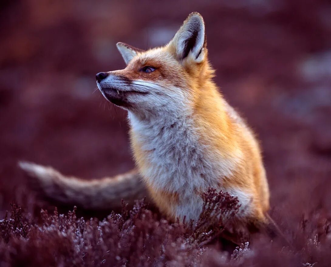 Фокс лиса. Красивая лиса. Рыжая лиса. Морда лисы. Fox wild