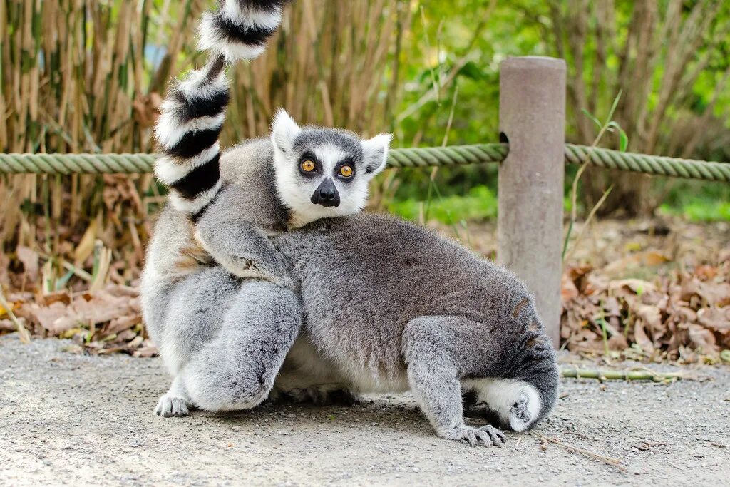 Pin by Heather Wert on wildness - great apes, big cats, ... Zoo animals, Cincinn