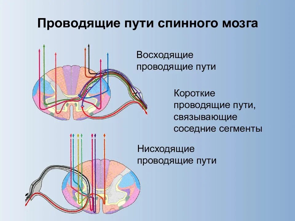 Восходящий и нисходящий путь спинного мозга. Восходящие пути спинного мозга физиология. Афферентные проводящие пути спинного мозга. Центры и проводящие пути спинного мозга..