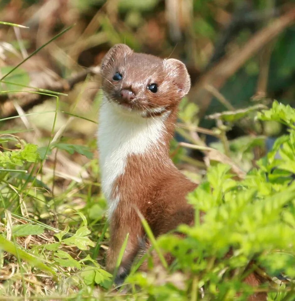 Самое маленькое хищное млекопитающее. Ласка обыкновенная (Mustela nivalis). Ласка Mustela nivalis Linnaeus, 1766. Ласка (зверек сем. Куньих). Ласка (Mustela nivalis) 2023.