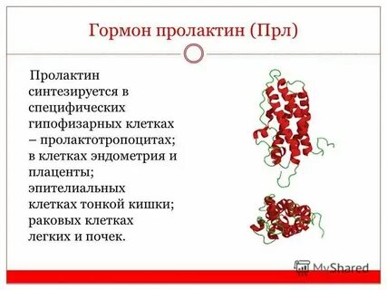 Пролактин гормон