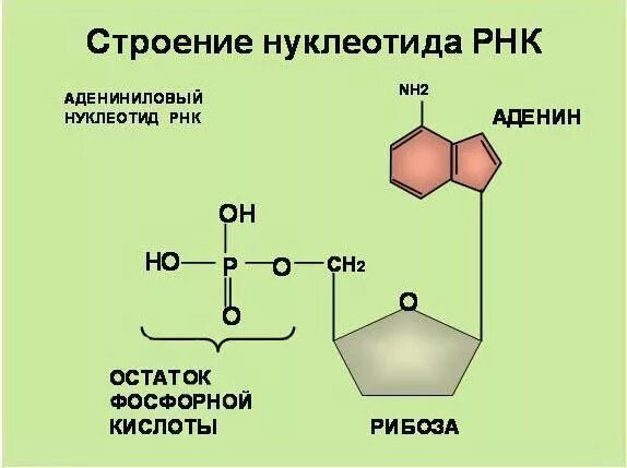 Нуклеоиды рнк. Строение нуклеотида РНК. Строение нуклеотидов нуклеотидов РНК. Схема строения нуклеотида РНК. Схема строения нуклеотида ДНК.