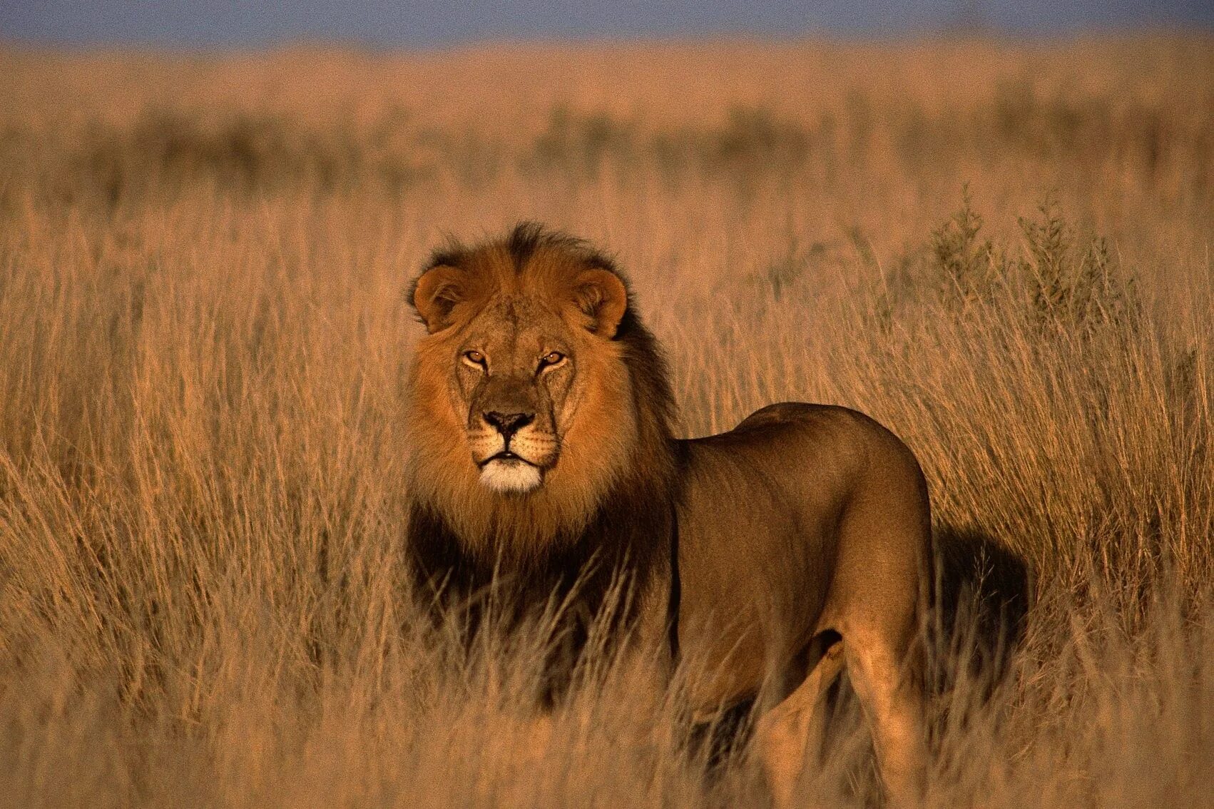 Львы в саванне. Африканский Лев. Жители саванны. Лев в Африке.