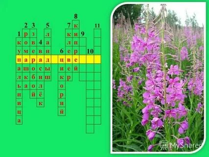 Садовый цветок 7 букв сканворд на г