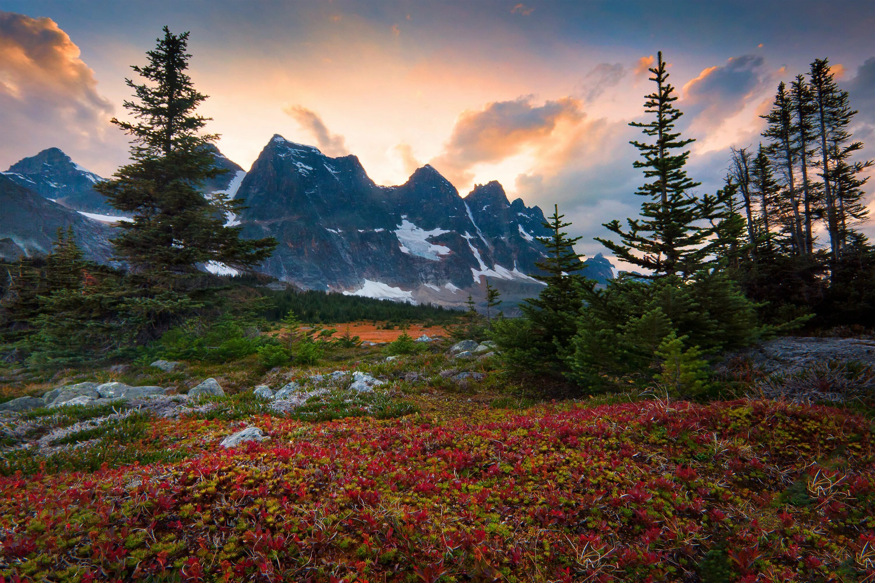 Красивая природа. Фотограф Кевин МАКНИЛ Kevin MCNEAL. Флора Канады. Северная Канада природа. Канада красоты лес.