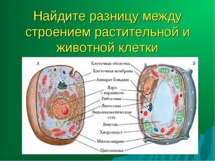 Животная клетка 8 класс биология функции