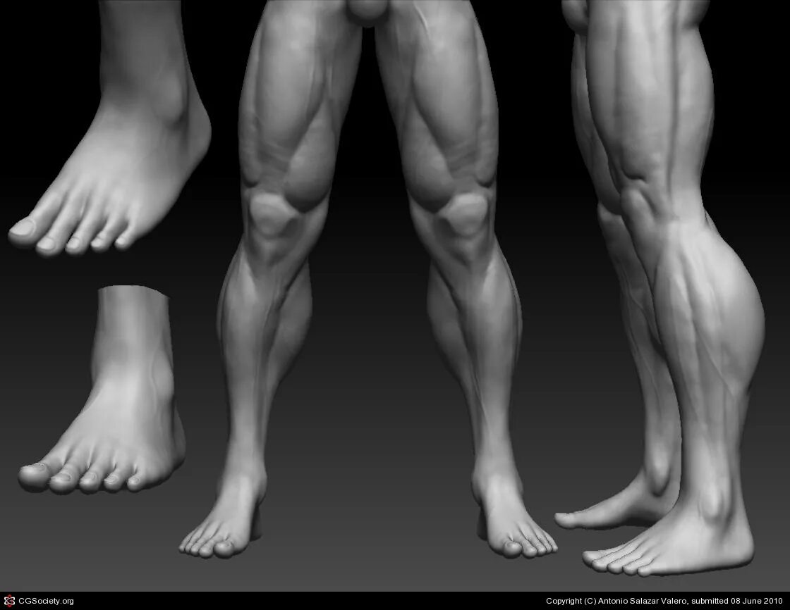 Zbrush мышцы ног. Анатомия конечностей Zbrush. Ноги и мышцы ног референс. Ноги 3д референс.