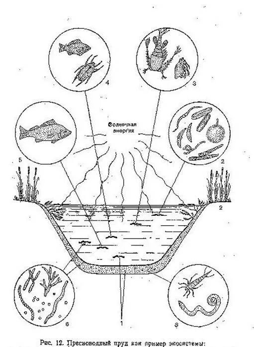 Схема трофической структуры пруда. Биогеоценоз пруда схема. Схема биоценоза пресноводного водоёма. Биогеоценоз озера схема. Трофическая структура водоема