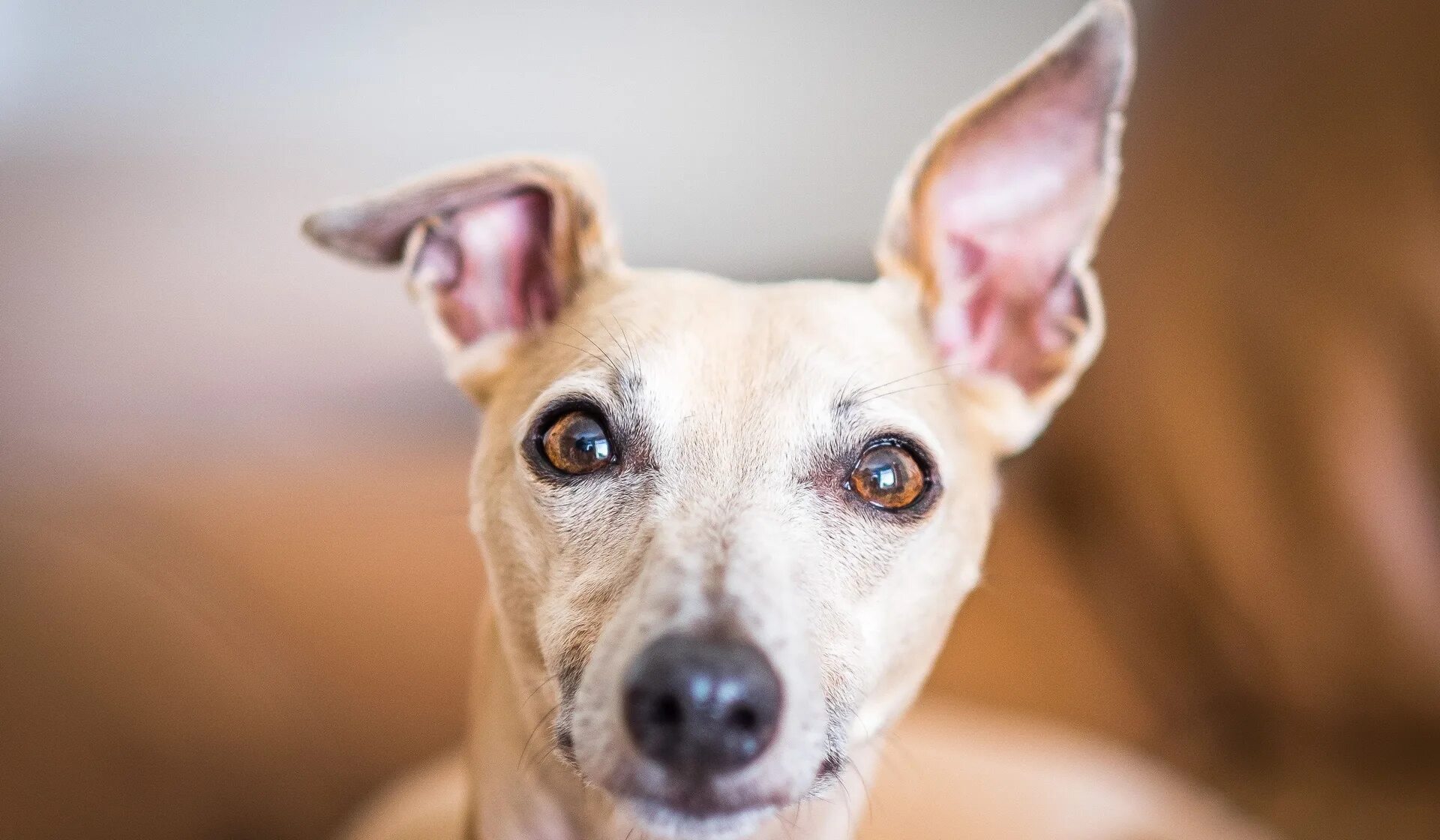 собака с прижатыми ушами. уши песика. собака со стоячими ушами. слух собаки. морды собак разных пород.