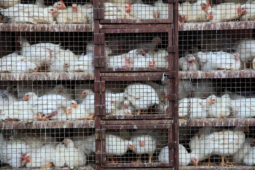 Системы кормления бройлеров при напольном содержании. Куры бройлеры в клетках. Клетки для бройлеров. Сарай для бройлеров в домашних. Клетки для кур кобб 500.