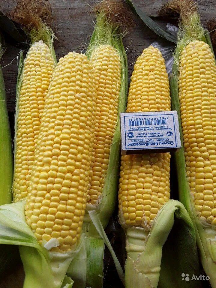 Сорта кукурузы зубовидная. Сорт кукурузы гио. Семена кукурузы 958 f1. Кукуруза сорта. Кукуруза карамелло f1.