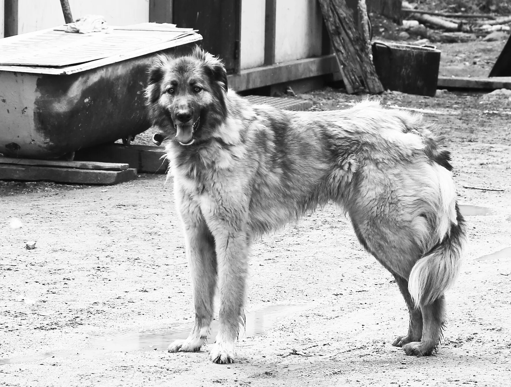 Собачья жизнь 3. Собачья жизнь 6. Собачья жизнь. Собачья жизнь 2017. Собачья жизнь 2.