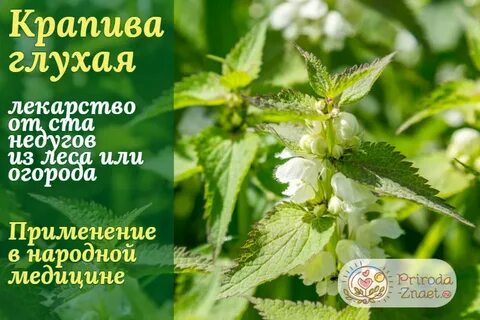 Что имеет крапива