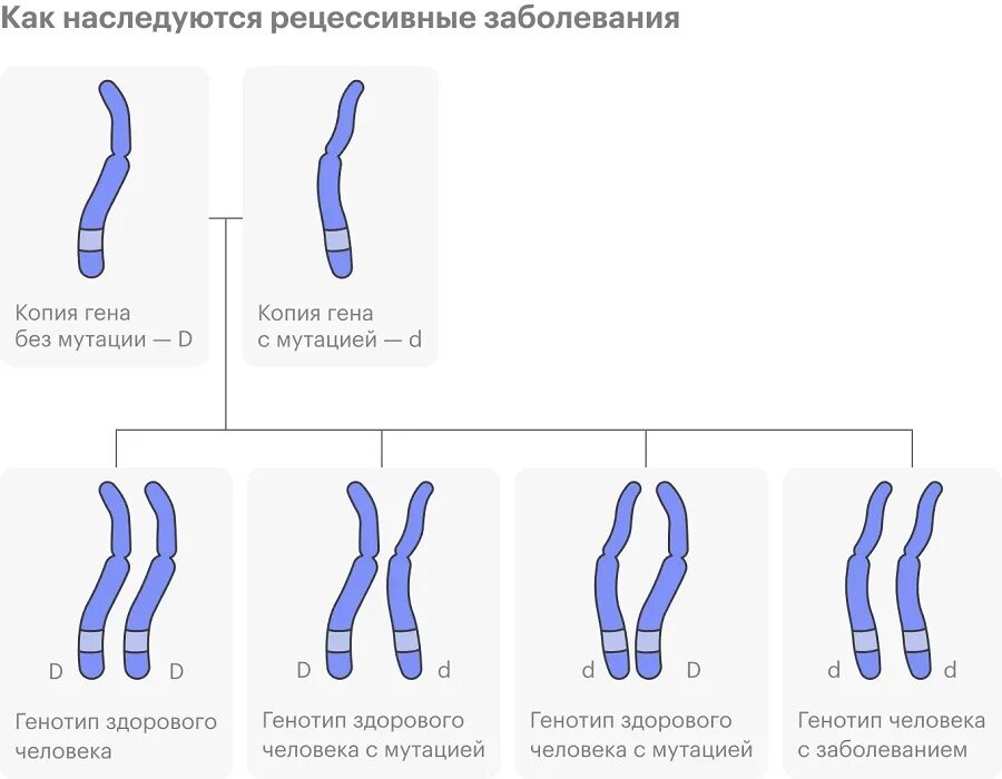 Гены детей от первого мужчины. Как передаются гены. Гены родителей. Копирование генов. Впорессо ген с.