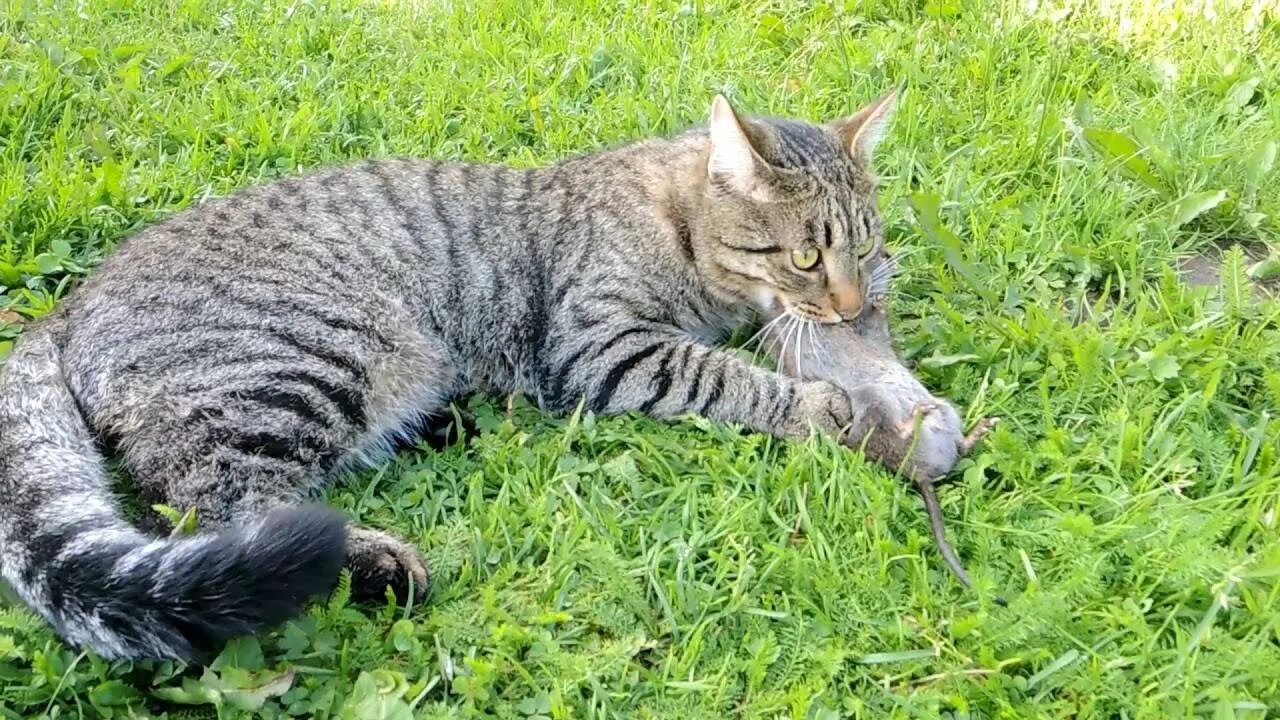 Котята крысоловы