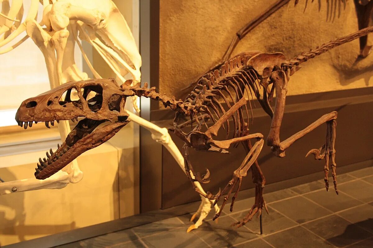 Дромеозавр. Дромеозавр скелет. dromaeosaurus albertensis. скелет дромеозаврид. скелет динозавра велоцираптора.