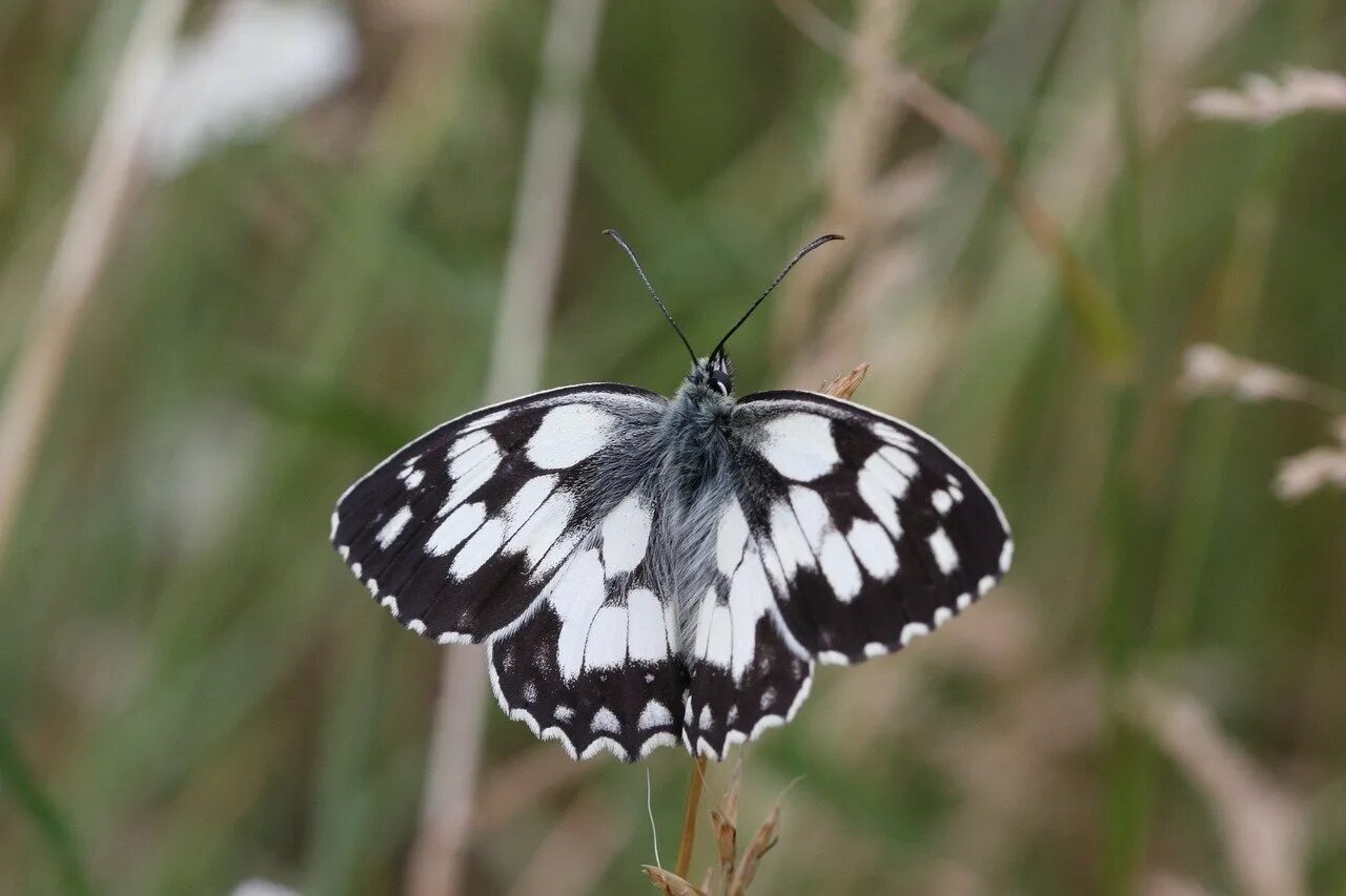 Бабочка боярышница и капустница. Бабочка с прозрачными крыльями. Бабочка с белыми крыльями. Черная бабочка с белой полосой. Пальцекрылка пятипалая.