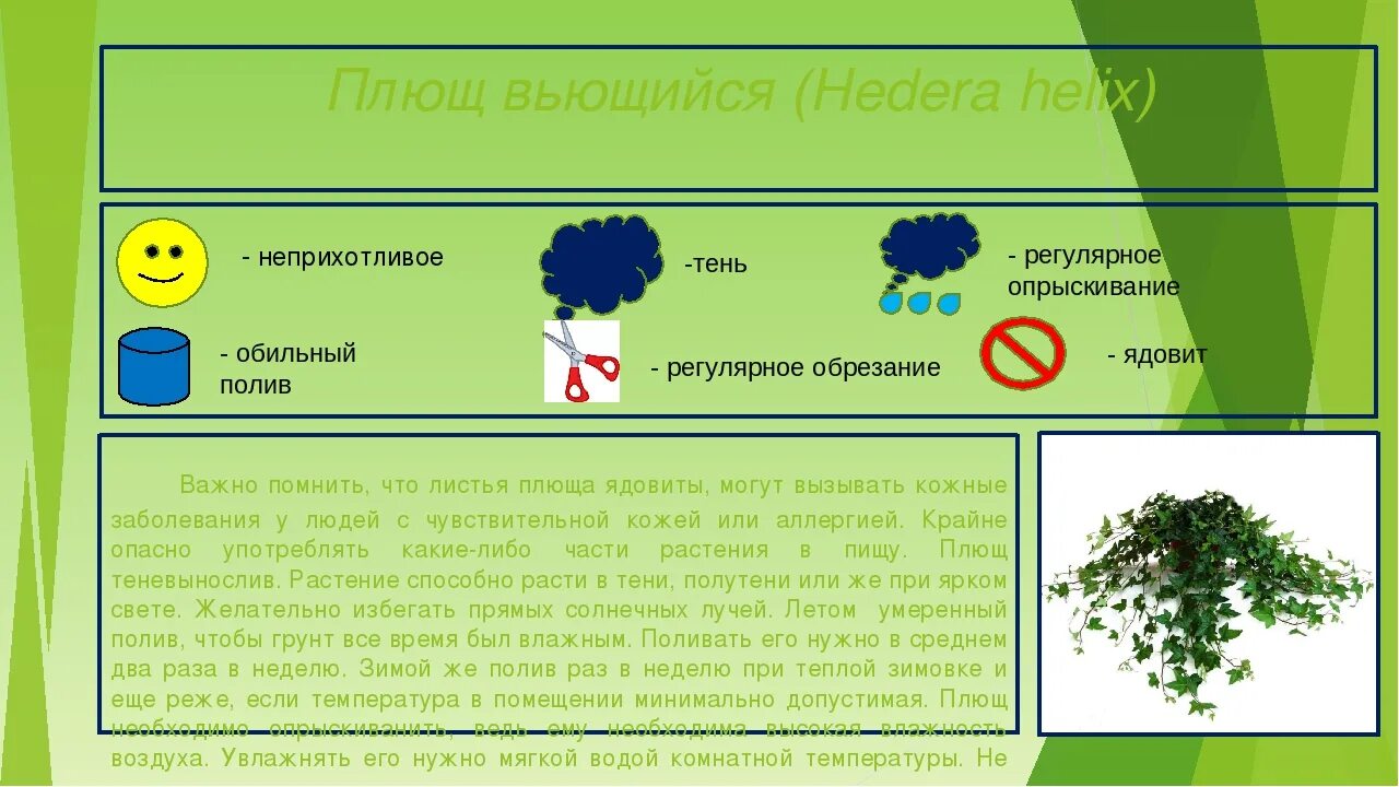 Плющом или плющом как правильно