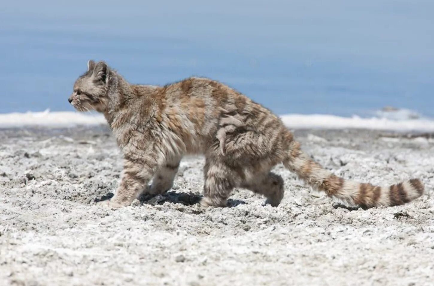 Высокогорная андская кошка. Leopardus Jacobitus. Андская Дикая кошка. Андская кошка фото