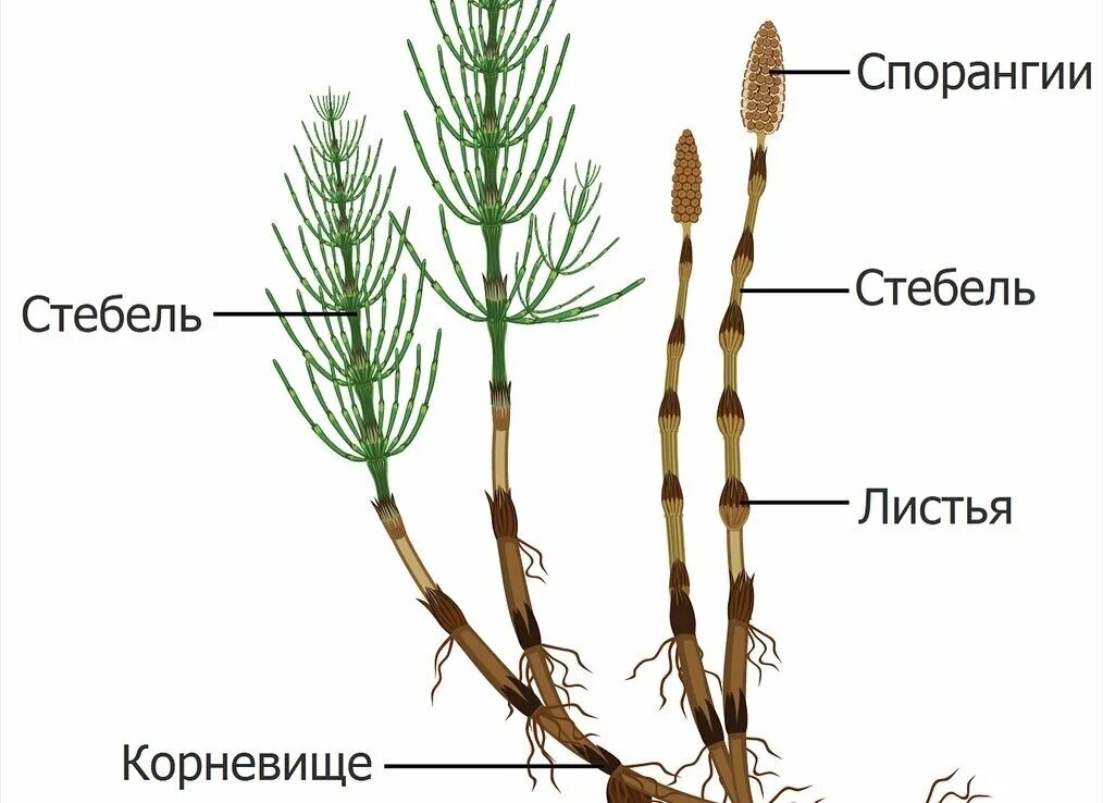 На каких органах растения располагаются спороносные колоски. На каких органах растения располагаются спороносные колоски