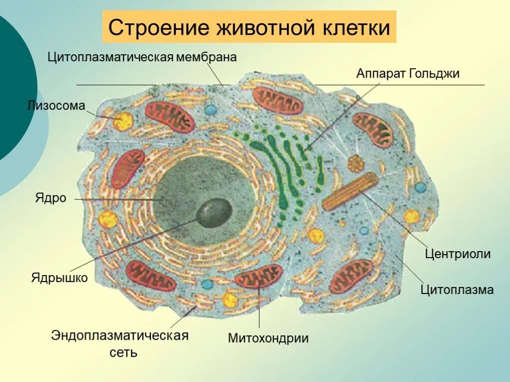 Главные части живой. Строение животной клетки со всеми органоидами. Строение животной клетки строение органоидов. Схема строения животной клетки клеточный центр. Схематическое строение животной клетки.