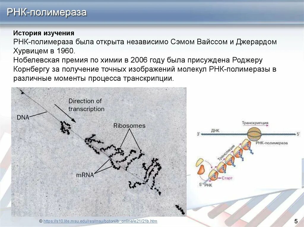 Транскрипция РНК полимераза. РНК полимеразы прокариот. Функции РНК полимеразы в транскрипции. Функция РНК полимеразы 3.