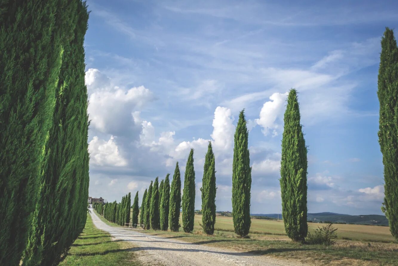 Кипарис крымский пирамидальный. Пирамидальный кипарис в крыму. Кипарис пирамидалис. Кипарис размеры. Можжевельник кипарисовик.