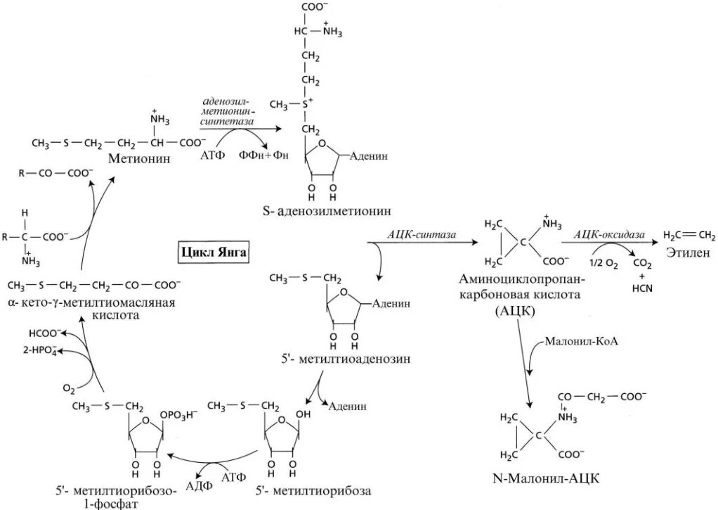 Цикл метионина. Биосинтез этилена в растениях. Метиониновый цикл биохимия. Синтез метионина. Этилен созревание