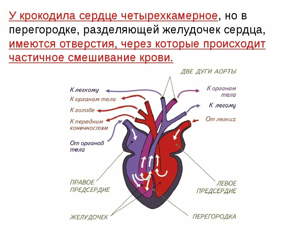 Насколько сердце. Кровеносная система крокодила схема. Строение кровеносной системы крокодила. Сердце крокодила четырехкамерное. Схема строения сердца крокодила.