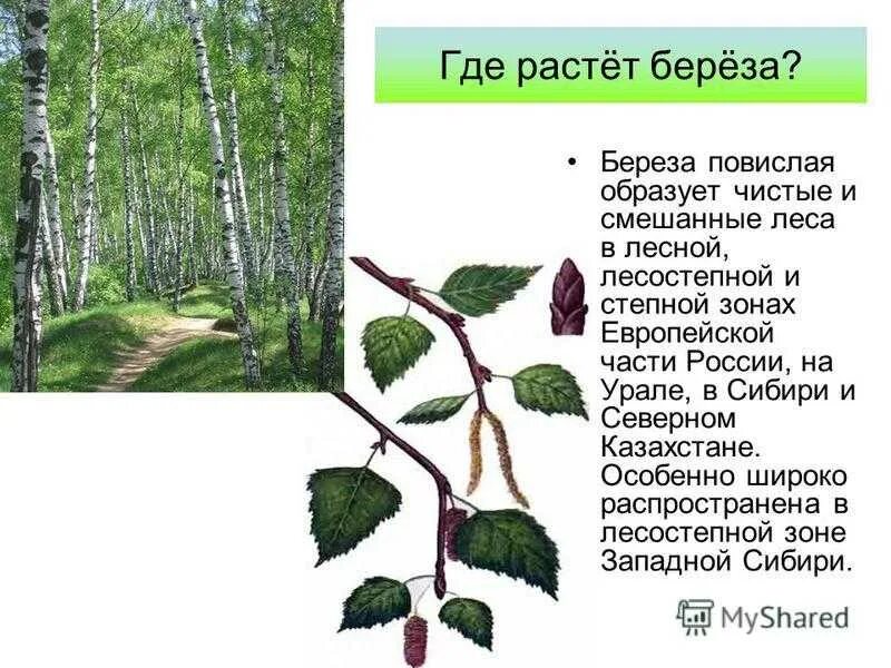 Где растут березки