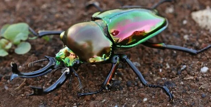 Imperator Rhino beetle, Insects, Beetle insect