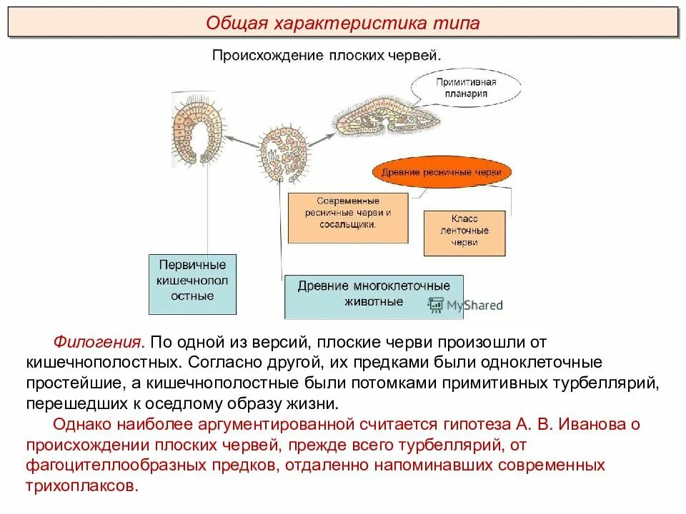 Тест по плоским червям. Классификация и происхождение плоских червей. Общая характеристика плоских червей. Филогения типа плоские черви.