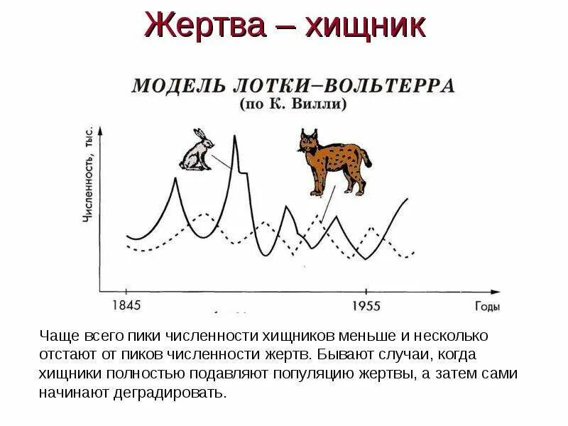 Паразит хозяин 2 хищник жертва. Модель лотки-Вольтерра хищник-жертва. Модель лотки-Вольтерры по системе хищник жертва. Взаимоотношения хищник жертва регулирует. Модель Лоттки Вольтерра.