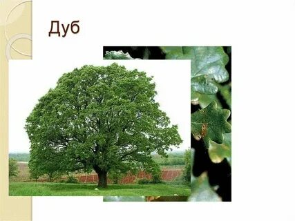 Лиственный лес 6 букв сканворд