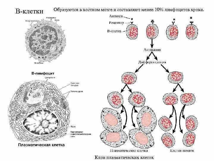 В лимфоцит и плазматическая клетка. Плазмоцит строение гистология. Плазматические в клетки классификация. Плазматические клетки гистология функции. Клетки крови образующийся в костном мозге