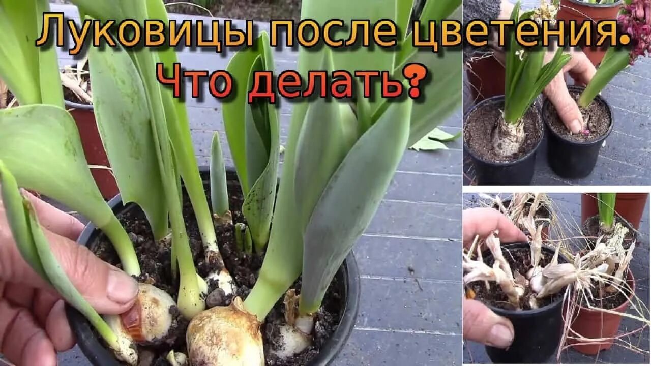 Что делать с луковицей тюльпана после выгонки. Луковица гиацинта после цветения. цветонос у гиацинта. луковицы после выгонки. луковица тюльпана.