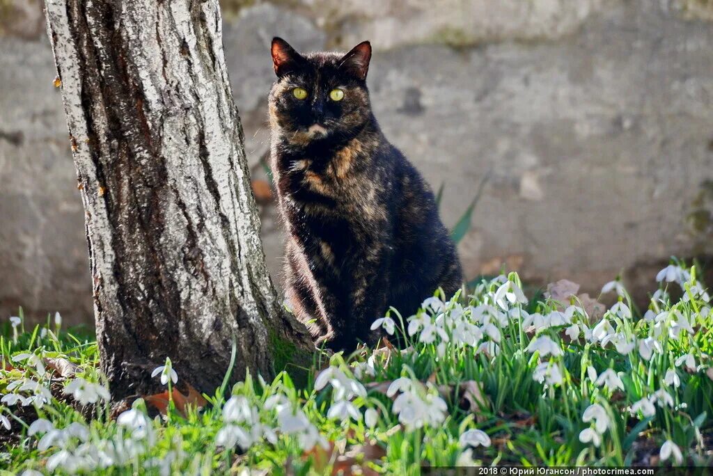 Купить кошку севастополь. Кошки в Крыму. Крымские кошки. Кот на улице весной.