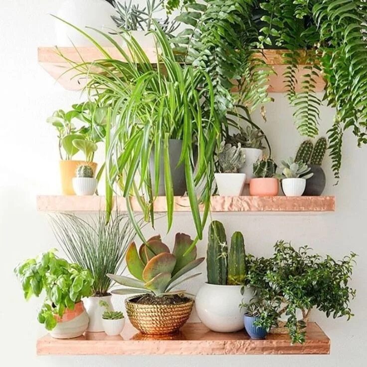 Indoor plants. Комнатные растения. Комнатные цветы в горшках. Цветы в горшках в комнате. Растения в интерьере квартиры.