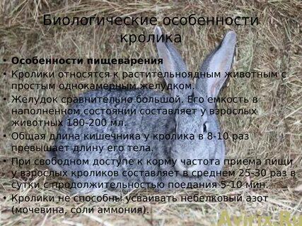 Сообщение о кролике