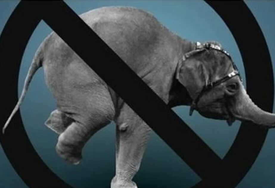 Против цирка с животными. Реклама против животных в цирке. Цирк без животных. Запрет животных в цирке