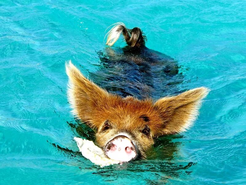 плавающие путешествующие. плавающие путешествующие. лодка турист. плавающие путешествующие. отдых расслабление.