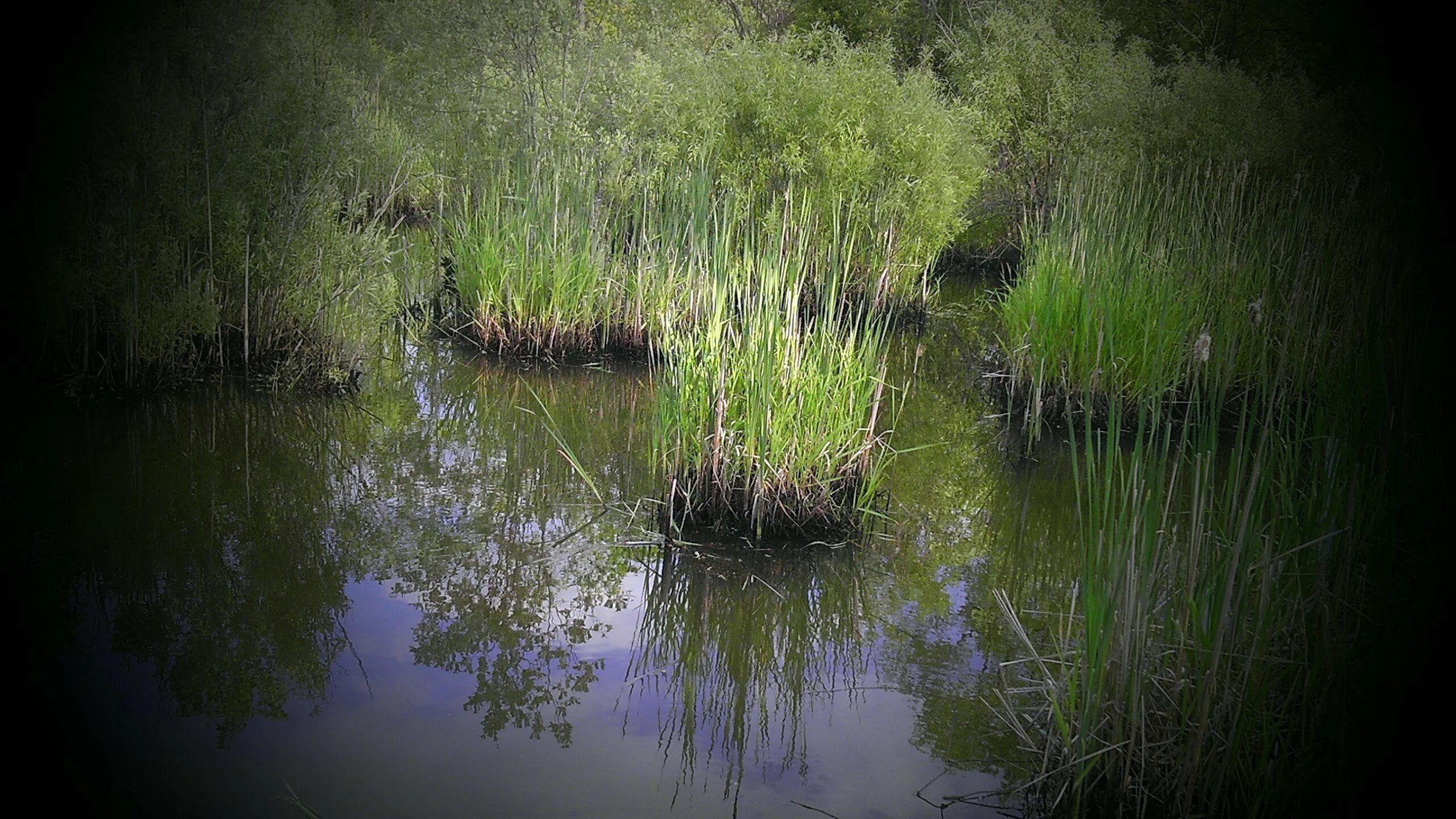 В исследованной воде из местного болота. Себболото болото. Болотная Топь. Болото трясина Топь. Село гнилое болото.