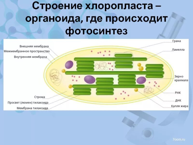 3 признака хлоропластов. Хлоропласты строение и функции. Схематическое строение хлоропласта. Структурные компоненты хлоропластов. Строение хлоропласта ЕГЭ биология.