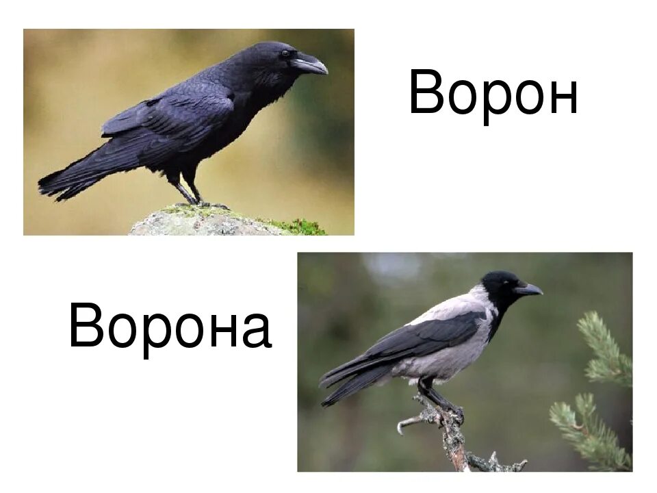 Ворона. Ворон и ворона. Ворон и ворона отличие. Ворона Галка Грач.