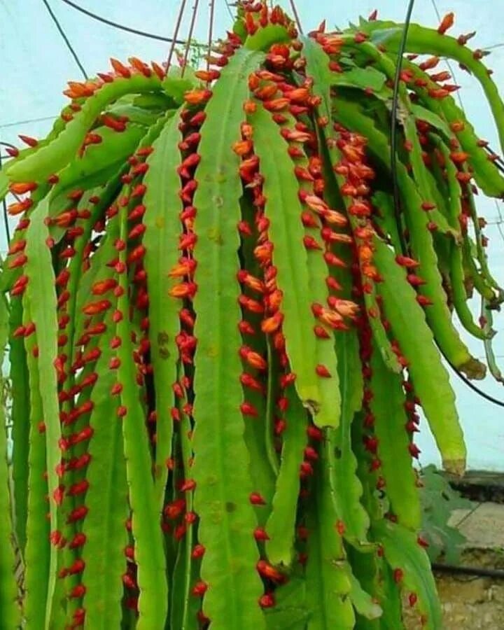 aporocactus flagelliformis - апорокактус плетевидный / Купить семена почтой с до