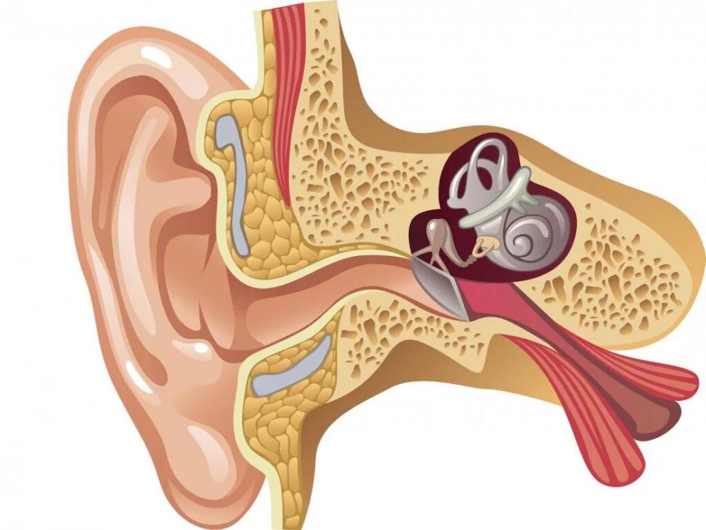 Строение уха ушная пробка. Слуховой проход серная пробка. Строение уха человека отит. Воспаление внутреннего уха лечение