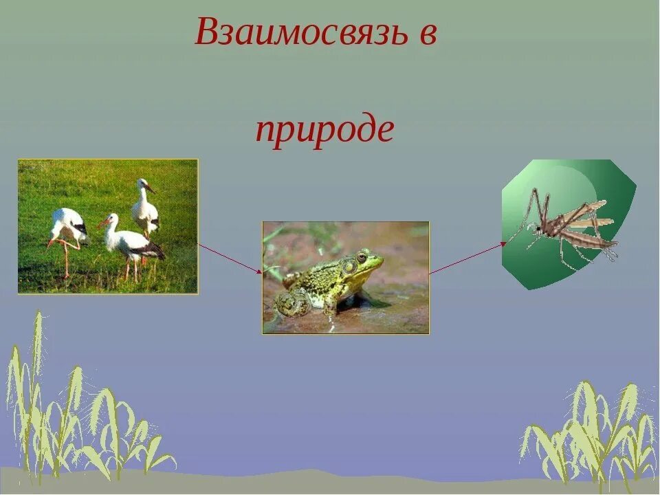 Связи с помощью моделей. Связи в природе. Модель изображения связей в природе. Взаимосвязи в природе. Невидимые связи в природе.