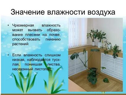 Роль влажности в жизни